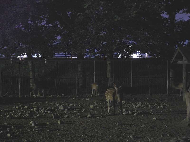 夜の鹿